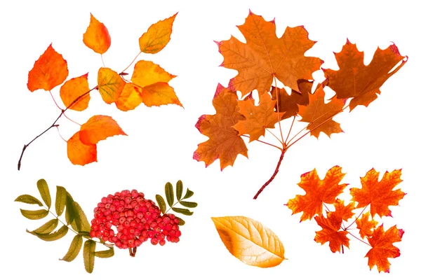 Hojas de otoño de colores brillantes. Rowan. —  Fotos de Stock