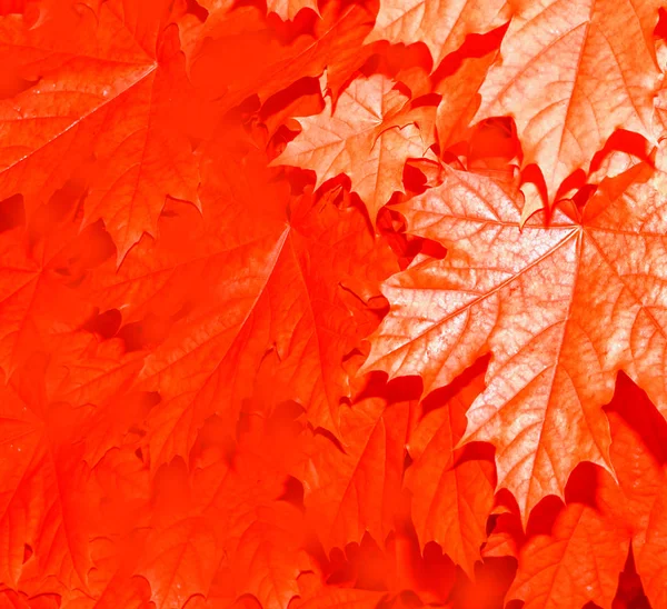 Осенний пейзаж с яркой красочной листвой. Индийское лето . — стоковое фото