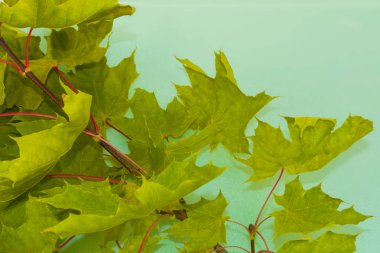 sonbahar manzara parlak renkli yeşillik ile. Pastırma yazı.