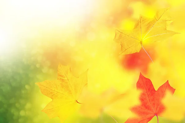 Herbstlandschaft mit leuchtend buntem Laub. Indischer Sommer. — Stockfoto