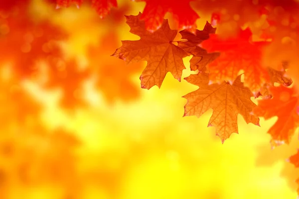 Herbstlandschaft mit leuchtend buntem Laub. Indischer Sommer. — Stockfoto