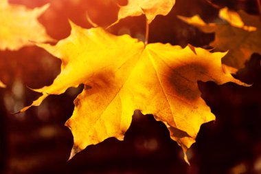 sonbahar manzara parlak renkli yeşillik ile. Pastırma yazı.