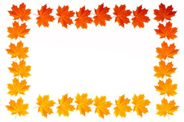 parlak renkli sonbahar yaprakları