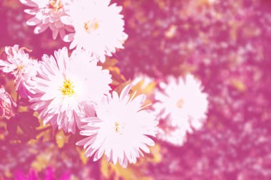 Sonbahar bir arka plan üzerinde renkli kasımpatı çiçekleri lan