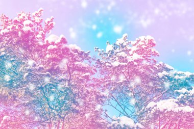  Karla kaplı ağaçlarla donuk kış ormanı.