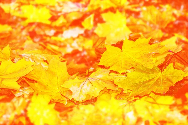 Fondo otoñal con hojas de colores brillantes . — Foto de Stock