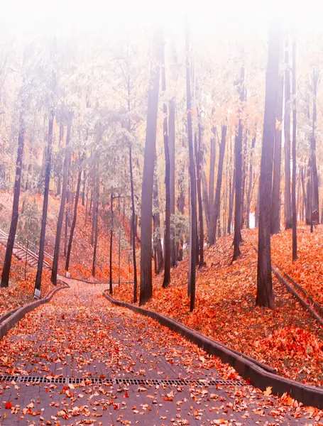 Herbstlandschaft. Bäume mit leuchtend bunten Blättern — Stockfoto