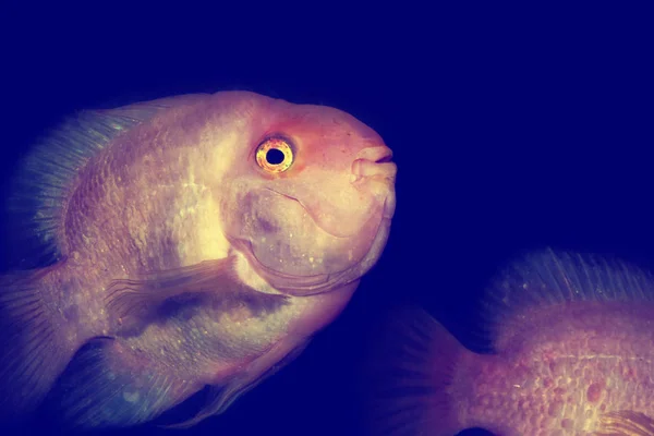 Peces exóticos de colores brillantes —  Fotos de Stock