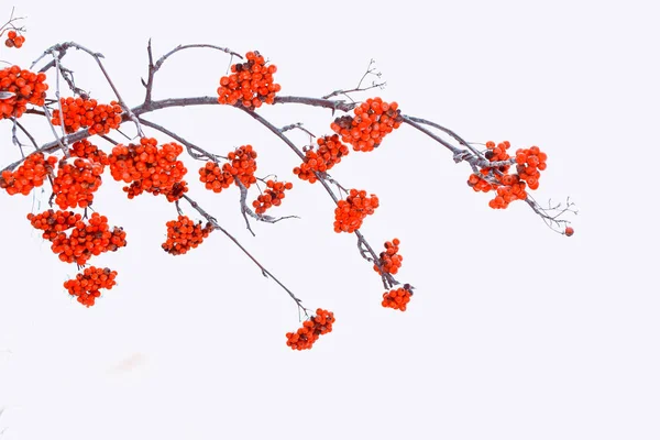 Frozen berries of red mountain ash. — Stock Photo, Image