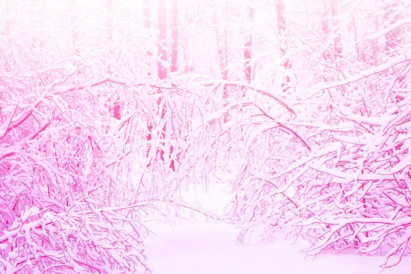 Karla kaplı ağaçlarla donuk kış ormanı. — Stok fotoğraf