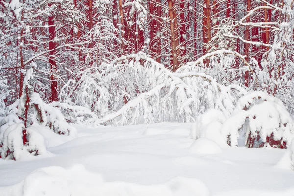 Bevroren winterbos met besneeuwde bomen. — Stockfoto