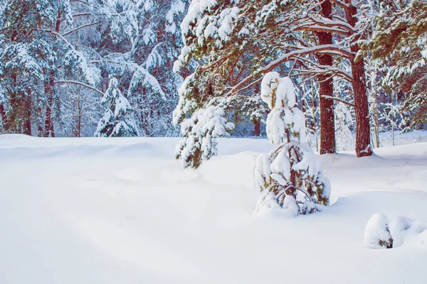 Bevroren winterbos met besneeuwde bomen. — Stockfoto