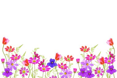 Parlak renkli cosmos çiçekler 