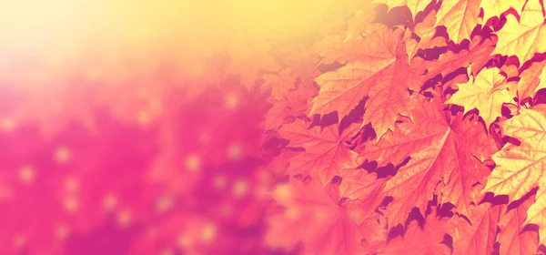 Осінній пейзаж з яскравими барвистою листя. Бабине літо. — стокове фото