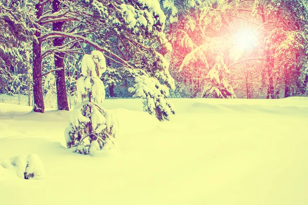 Forêt d'hiver gelée avec arbres enneigés. — Photo