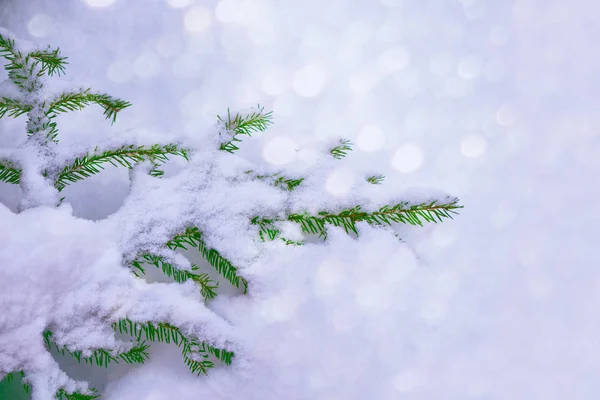 Forêt d'hiver gelée avec arbres enneigés. — Photo