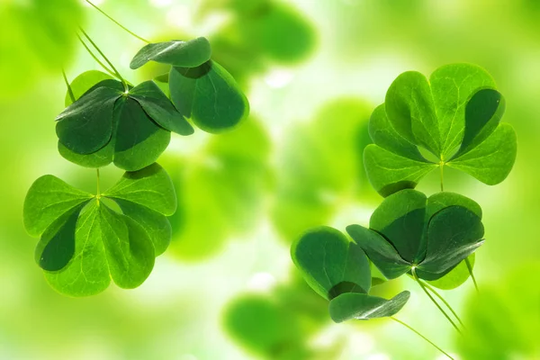 Zielona koniczyna liść na tle krajobraz lato. St.Patrick — Zdjęcie stockowe
