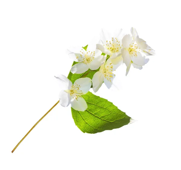 Branch of jasmine flowers isolated on white background. — Stock Photo, Image