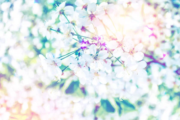 Φωτεινά πολύχρωμα ανοιξιάτικα λουλούδια — Φωτογραφία Αρχείου