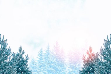  Karla kaplı ağaçlarla donuk kış ormanı.