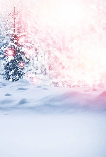 Forêt d'hiver gelée avec arbres enneigés. — Photo