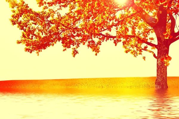 Осінній пейзаж з яскравими барвистою листя. Бабине літо. — стокове фото