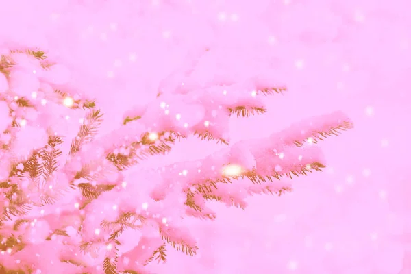Заморожений зимовий ліс зі сніговими деревами . — стокове фото