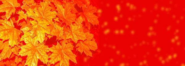 明るいカラフルな紅葉と秋の風景。インドの夏. — ストック写真
