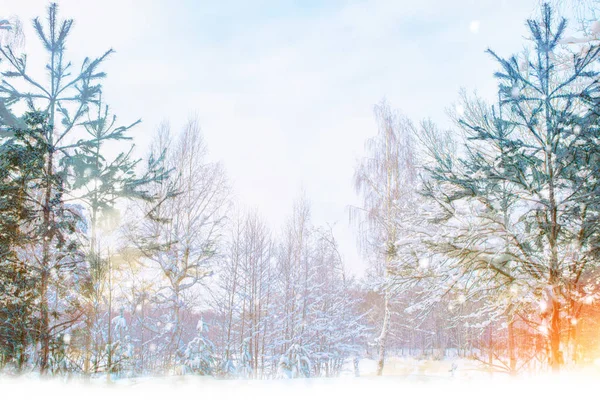 Frozen winter forest with snow covered trees. — Stock Photo, Image