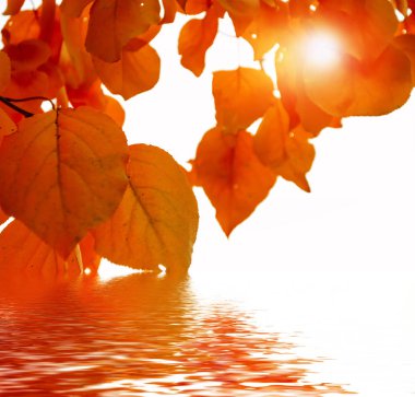 sonbahar manzara parlak renkli yeşillik ile. Pastırma yazı.