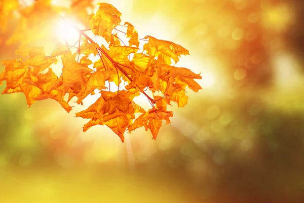 Paesaggio autunnale con fogliame colorato brillante. Estate indiana . — Foto Stock