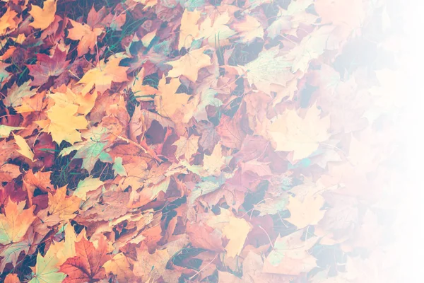 明るいカラフルな葉と秋の背景. — ストック写真