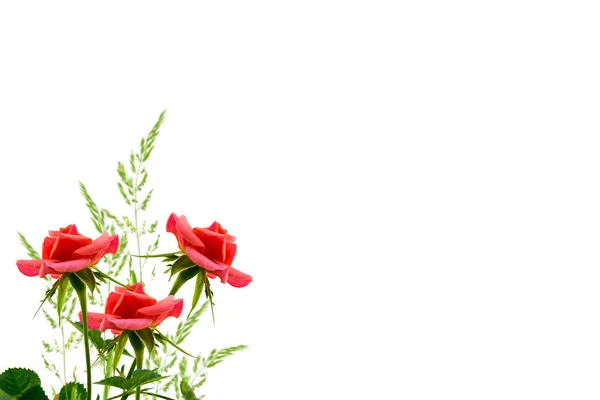 Μπουμπούκι τριαντάφυλλα σε λευκό φόντο — Φωτογραφία Αρχείου