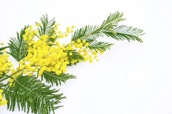 Bush mimózy Květy žluté jaro izolovaných na bílém poza — Stock fotografie