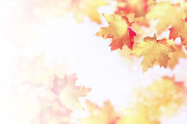 sonbahar manzara parlak renkli yeşillik ile. Pastırma yazı.