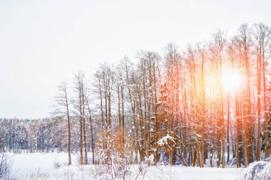  Karla kaplı ağaçlarla donuk kış ormanı.