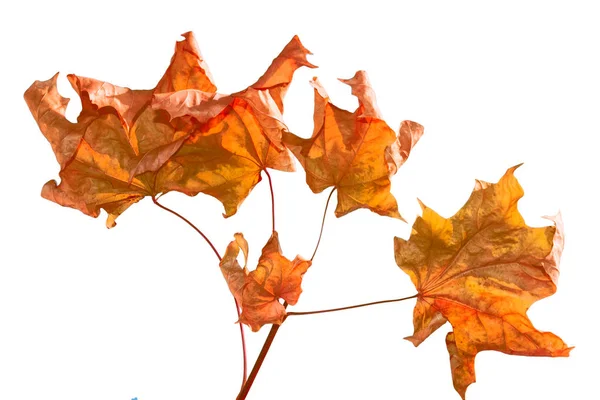 Hojas de otoño de colores brillantes —  Fotos de Stock