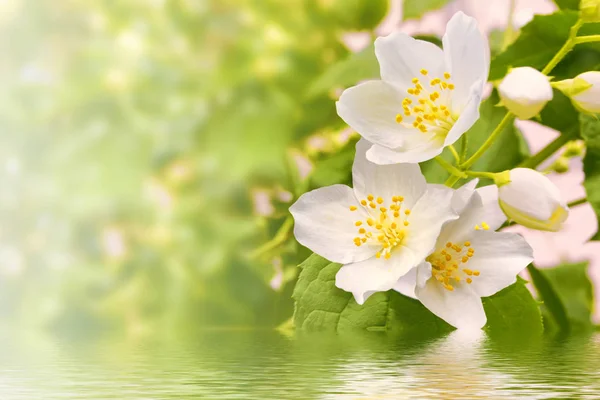 Jasmin blanc La branche délicates fleurs de printemps — Photo