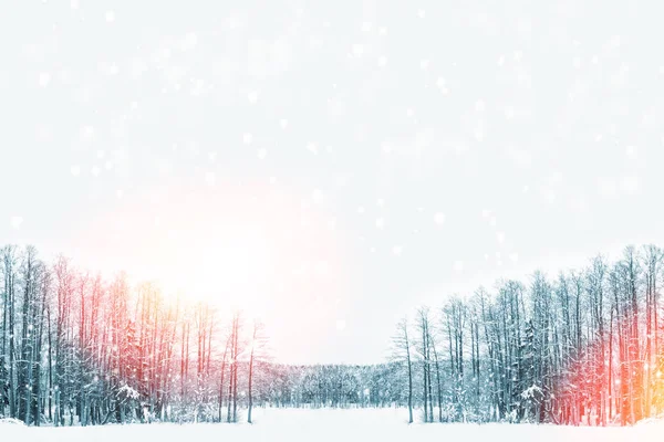 Bosque de invierno congelado con árboles cubiertos de nieve. — Foto de Stock