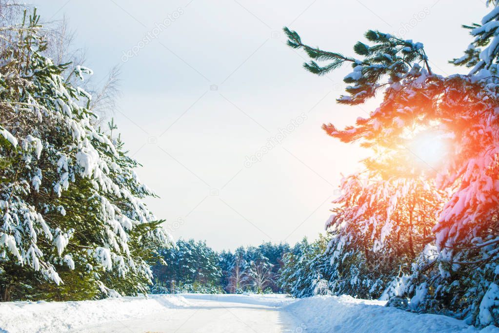  Frozen winter forest with snow covered trees.