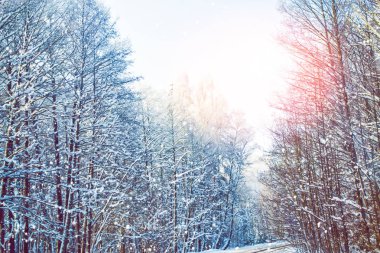  Karla kaplı ağaçlarla donuk kış ormanı.