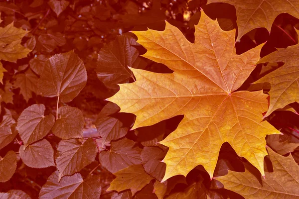 Herbstlandschaft mit leuchtend buntem Laub. Indischer Sommer. — Stockfoto