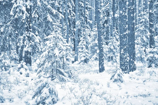 Fryst vinterskog med snötäckta träd. — Stockfoto