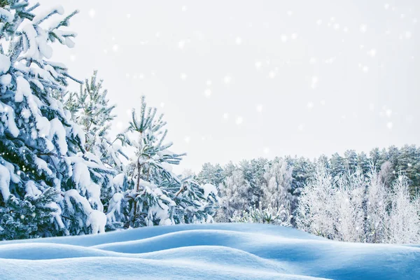 बर्फ से ढके हुए पेड़ों के साथ जमे हुए शीतकालीन वन . — स्टॉक फ़ोटो, इमेज