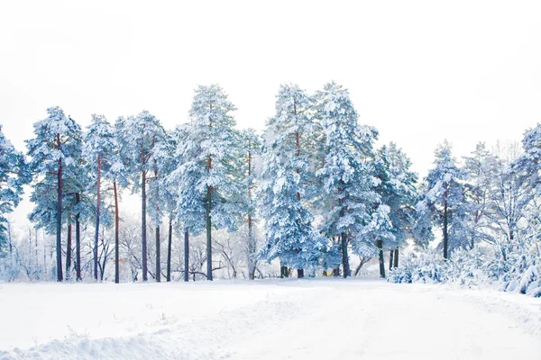 冰雪覆盖的冬季森林. — 图库照片