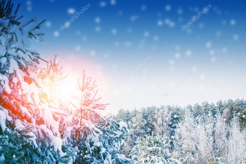  Frozen winter forest with snow covered trees.