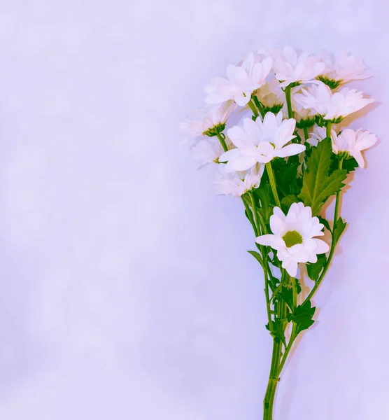 Яскраві Барвисті Осінні Квіти Хризантем Букет Природа — стокове фото