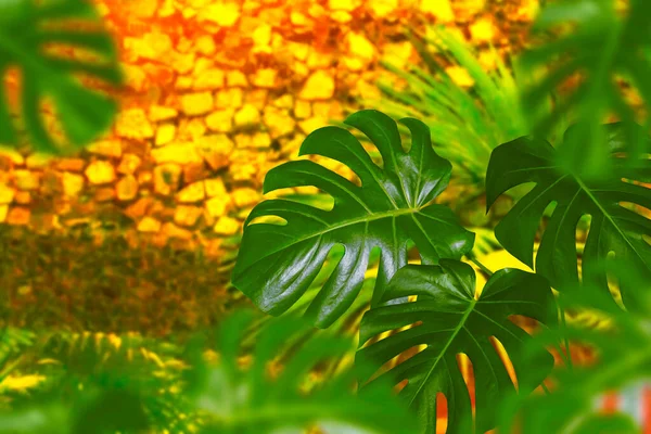 エキゾチックなモンスターの花 明るくカラフルな葉 — ストック写真