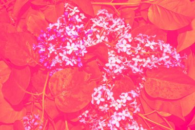 Parlak ve renkli lila çiçek