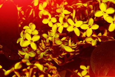 Parlak ve renkli lila çiçek